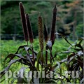 Пеннисетум Ornamental Millet Purple Baron - 3 шт 10633 - фото 1582