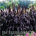Пеннисетум Ornamental Millet Purple Magesty - 3 шт 10634 - фото 1583