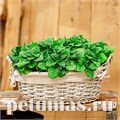 Мелисса лекарственная Limonchello - 5 шт 10788 - фото 1584