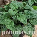 Мелисса лекарственная Mandarina - 5 шт 10789 - фото 1585