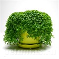 Мята декоративная Mini Mint - 5 шт 10790 - фото 1586