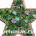 Молодило Hippie Chicks - 5 шт 10785 - фото 1587