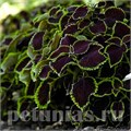 Колеус Premium Sun Chocolate Mint - 3 шт 10694 - фото 1589