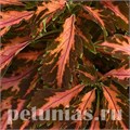 Колеус Premium Sun Coral Candy - 3 шт 10695 - фото 1590