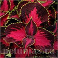Колеус Premium Sun Covered Cherry - 3 шт 10696 - фото 1591