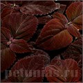 Колеус Premium Sun Dark Chocolate - 3 шт 10697 - фото 1592