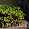 Колеус Premium Sun Pineapple Surprise - 3 шт 10699 - фото 1594