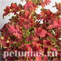 Колеус Colocha Rose - 5 шт 10701 - фото 1596
