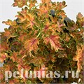 Колеус Colocha Scarlet - 5 шт 10702 - фото 1597