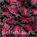 Колеус Dragon Black - 5 шт 10703 - фото 1598