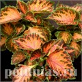 Колеус Wizard Coral Sunrise - 5 шт 10710 - фото 1607