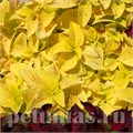 Колеус Wizard Golden  - 5 шт 10711 - фото 1608