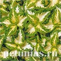 Колеус Wizard Jade - 5 шт 10712 - фото 1609