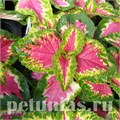 Колеус Wizard Rose - 5 шт 10715 - фото 1612