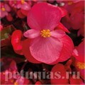 Бегония Big Deep Rose Bronze Leaf - 3 шт 10311 - фото 1617