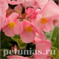 Бегония BIG DeluXXe Pink Green Leaf - 3 шт 10312 - фото 1618