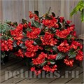 Бегония BIG DeluXXe Red Bronze Leaf - 3 шт 10313 - фото 1619