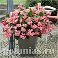 Бегония BIG DeluXXe Rose Green Leaf - 3 шт 10316 - фото 1622