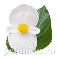 Бегония BIG DeluXXe White Green Leaf - 3 шт 10317 - фото 1623