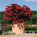 Бегония Big Red Bronze Leaf - 3 шт 10320 - фото 1626
