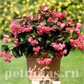 Бегония Big Rose Bronze Leaf - 3 шт 10322 - фото 1628