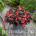 Бегония Dragon Wing Red Bronze Leaf - 3 шт 10328 - фото 1636