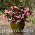 Бегония Megawatt Pink Bronze Leaf - 3 шт 10336 - фото 1646