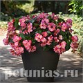 Бегония Megawatt Pink Green Leaf - 3 шт 10337 - фото 1647