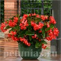 Бегония Megawatt Red Green Leaf - 3 шт 10339 - фото 1649