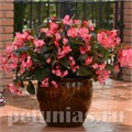 Бегония Megawatt Rose Bronze Leaf - 3 шт 10340 - фото 1650
