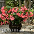 Бегония Megawatt Rose Green Leaf - 3 шт 10341 - фото 1651