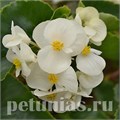 Бегония Megawatt White Green Leaf - 3 шт 10342 - фото 1652