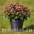 Бегония Sensation Pink Bronze&Green Leaf MIX - 5 шт 10343 - фото 1654