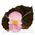 Бегония Stonehedge Light Pink Bronze Leaf -3 шт 10345 - фото 1657
