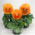 Виола Cats Orange - 5 шт 10393 - фото 1660