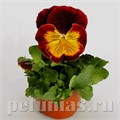Виола Cats Red&Gold - 5 шт 10395 - фото 1664