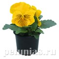 Виола Cats Plus Yellow - 5 шт 10397 - фото 1666