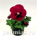 Виола Inspire Carmine Blotch - 5 шт 10400 - фото 1669