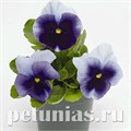 Виола Inspire Plus Beaconsfield - 5 шт 10399 - фото 1670