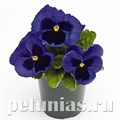 Виола Inspire Plus Blue Blotch - 5 шт 10401 - фото 1671