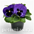 Виола Inspire Deluxxe Blue Surprise - 5 шт 10402 - фото 1672