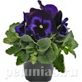 Виола Inspire Plus Blue Velvet - 5 шт 10403 - фото 1673