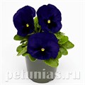 Виола Inspire Deluxxe Deep Blue Blotch - 5 шт 10404 - фото 1674
