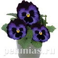 Виола Inspire Deluxxe Denim - 5 шт 10405 - фото 1675