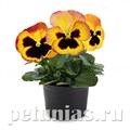 Виола Inspire Plus Fire Surprise - 5 шт 10406 - фото 1676