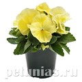 Виола Inspire Plus Lemon - 5 шт 10408 - фото 1678