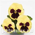 Виола Inspire Plus Lemon Blotch - 5 шт 10409 - фото 1679