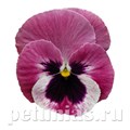 Виола Inspire Deluxxe Light Rose Blotch - 5 шт 10410 - фото 1680