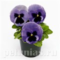 Виола Inspire Deluxxe Ocean - 5 шт 10413 - фото 1683