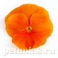 Виола Inspire DeluXXe Orange - 5 шт 10414 - фото 1684